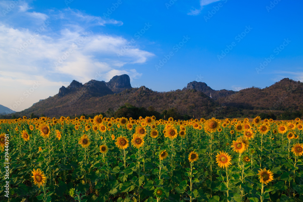 Fototapeta premium Beautiful landscape with sunflower field