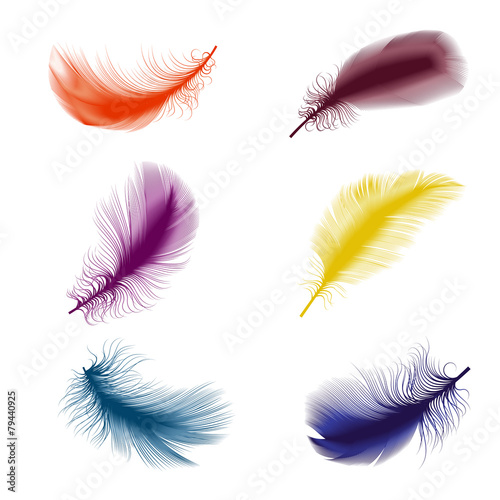 bird feathers
