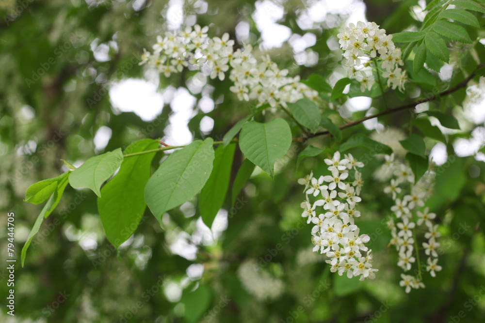 Bird cherry tree Bird cherry tree