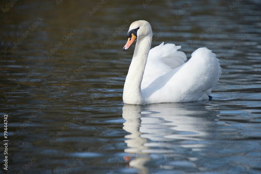 Naklejka premium Mute Swan, Cygnus olor