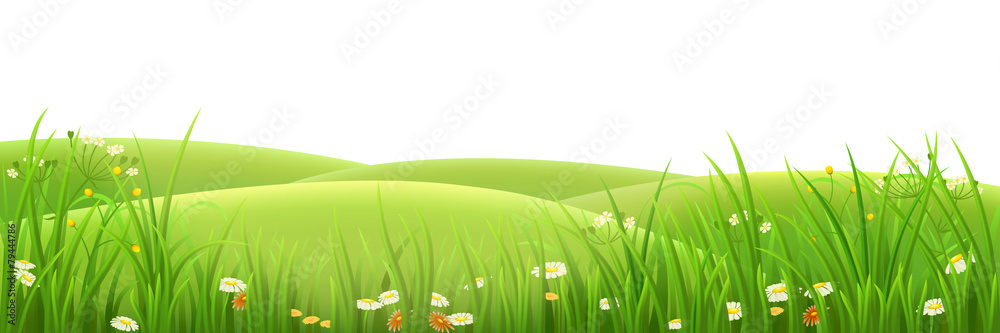 Obraz premium Meadow, green grass and flowers , vector illustration