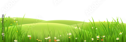 Meadow, green grass and flowers , vector illustration