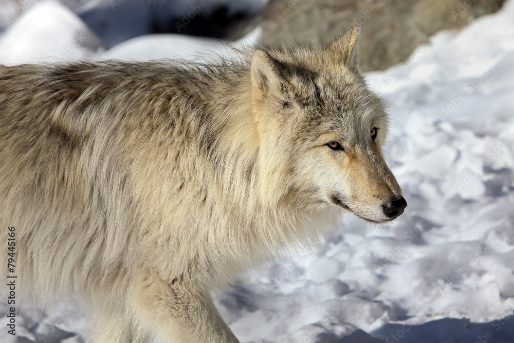 Canis lupus occidentalis  - Canadian/Rocky Mountain gray wolf