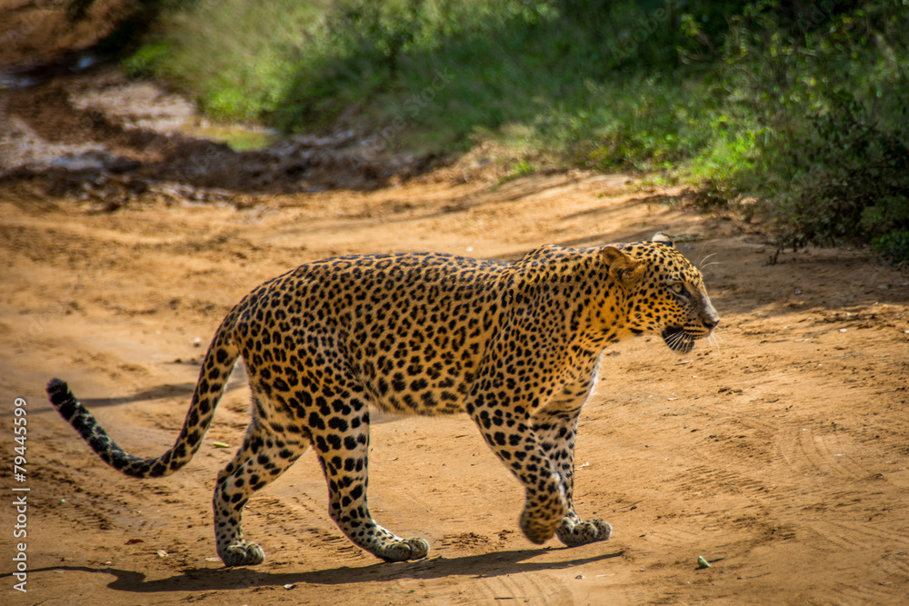 Fototapeta premium Leopard