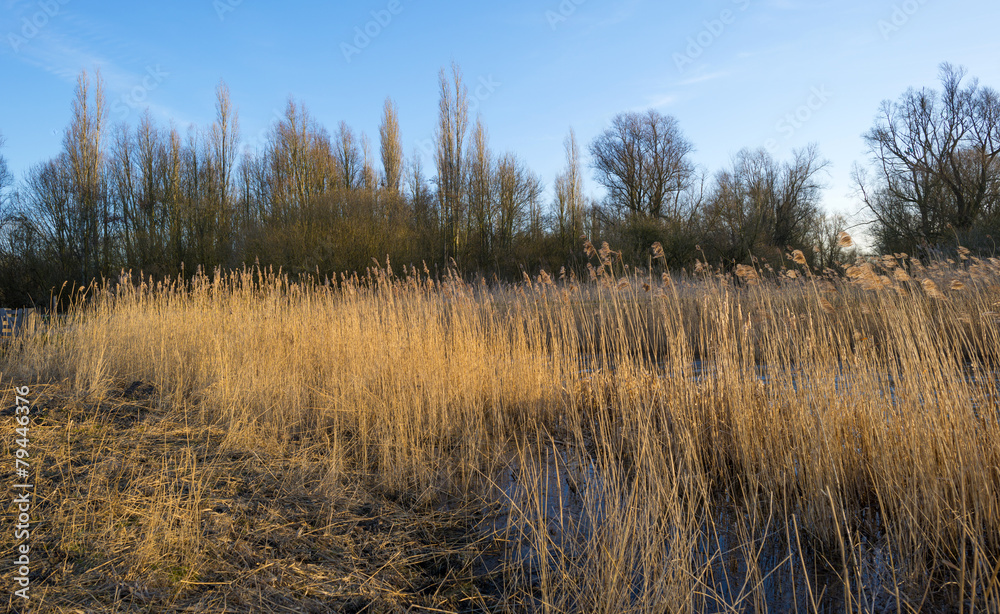 Reed along the shore of a lake in winter Reed along the shore of a lake in winter