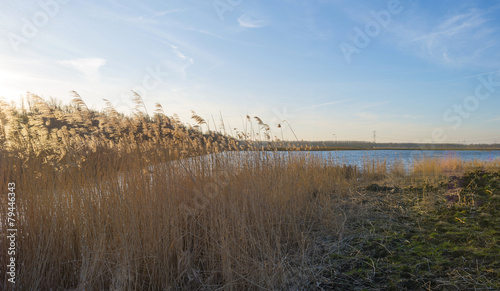 Reed along the shore of a lake in winter © Naj