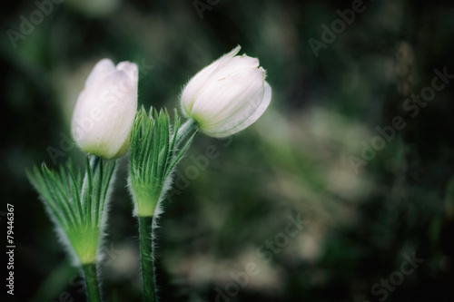 Spreading pasqueflower