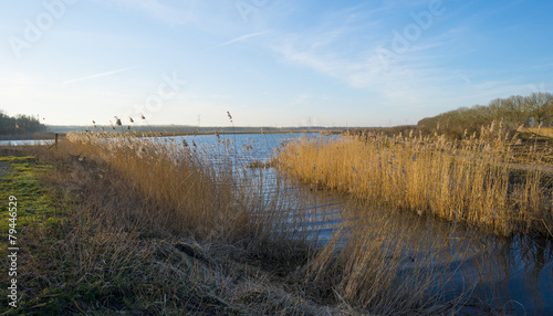 Fototapeta Naklejka Na Ścianę i Meble -  Reed along the shore of a lake in winter