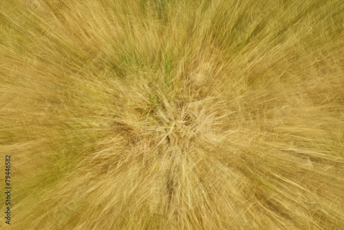 Текстура из травы