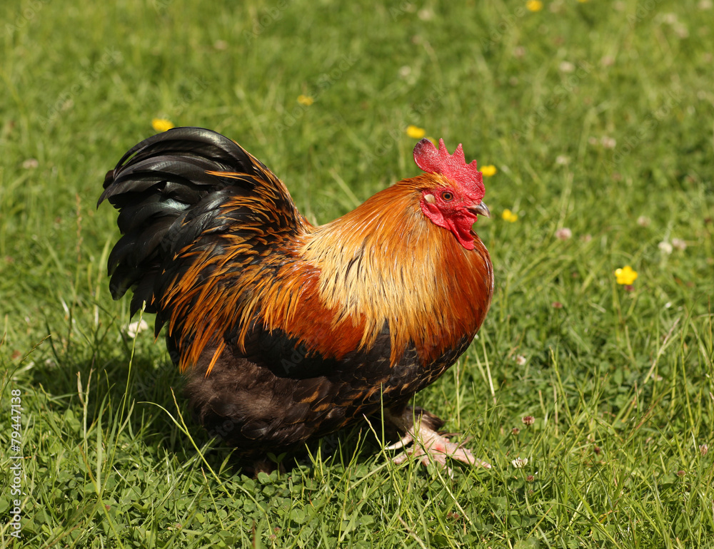 Portrait of a Bantam chicken