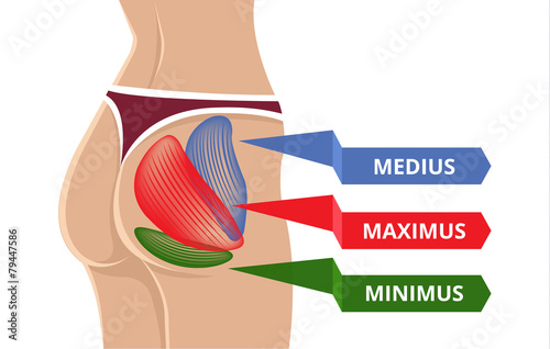 Vector Flat Gluteus Maximus Illustration
