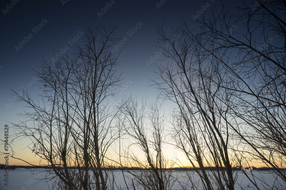 Obraz premium Trees at sunset in winter.