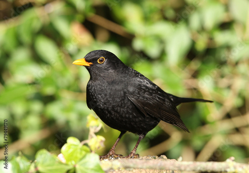 Portrait of a male Blackbird