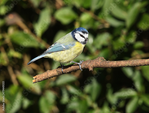 Blue Tit