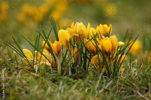 Frühling Blumen