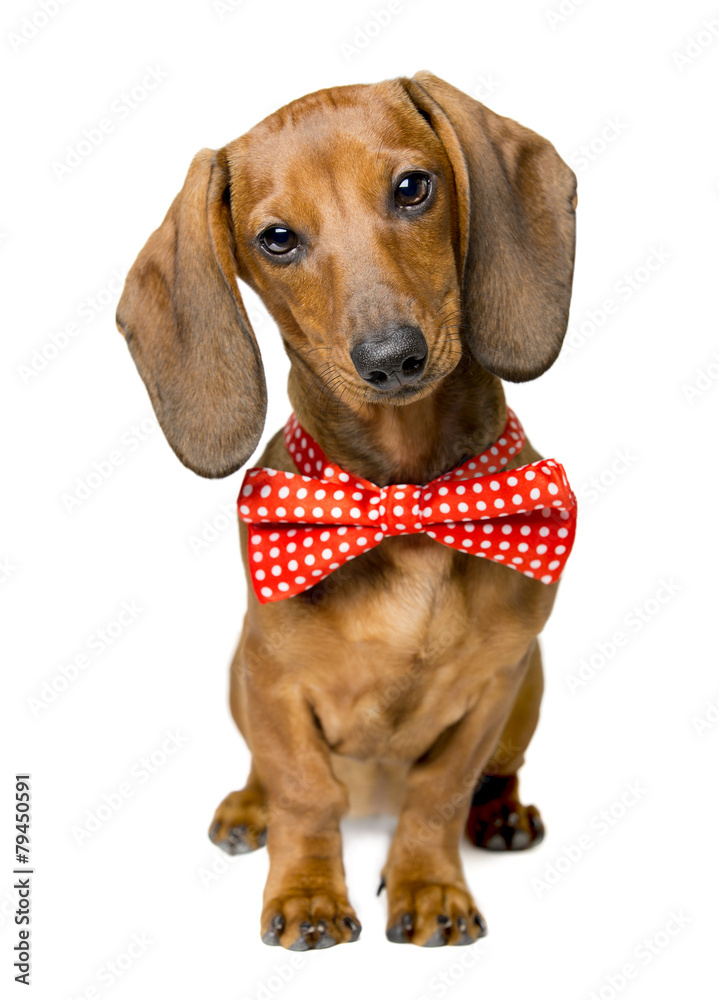 Dog Dressed Bow Tie, Portrait Dackel Bow-Tie, Animal Clothing