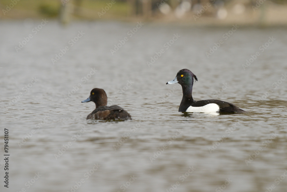 Tufted Duck, Aythya fuligula Tufted Duck, Aythya fuligula