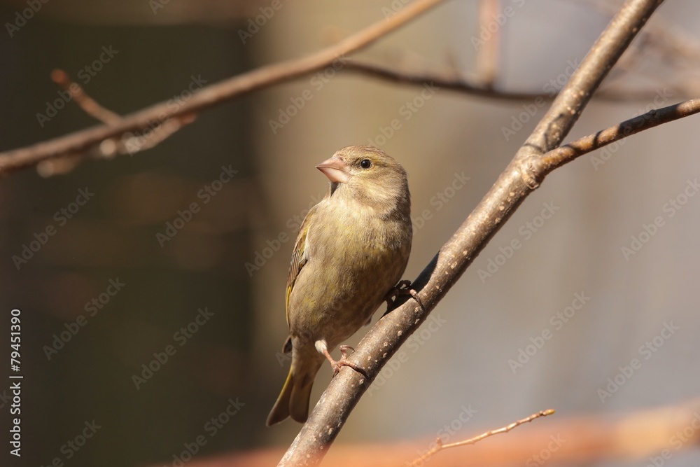 Greenfinch (Carduelis chloris) on a twig Greenfinch (Carduelis chloris) on a twig