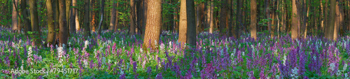 Spring flowers in the forest #79451717