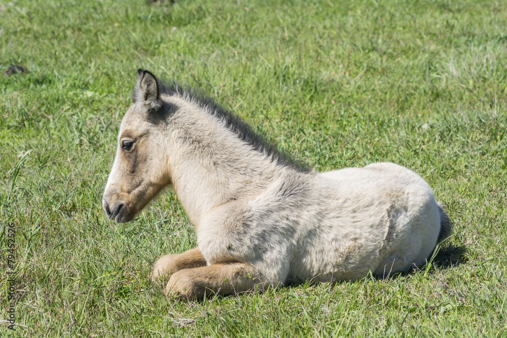 Fototapeta premium Free colt lying in the countryside