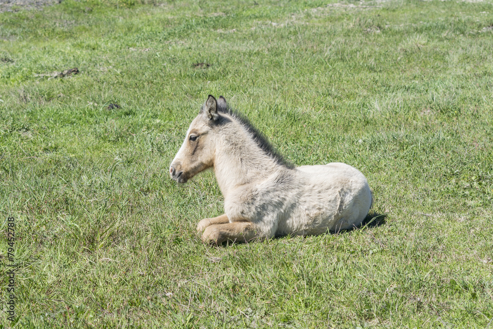 Fototapeta premium Free colt lying in the countryside