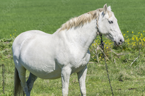 White horse in the countryside © max8xam