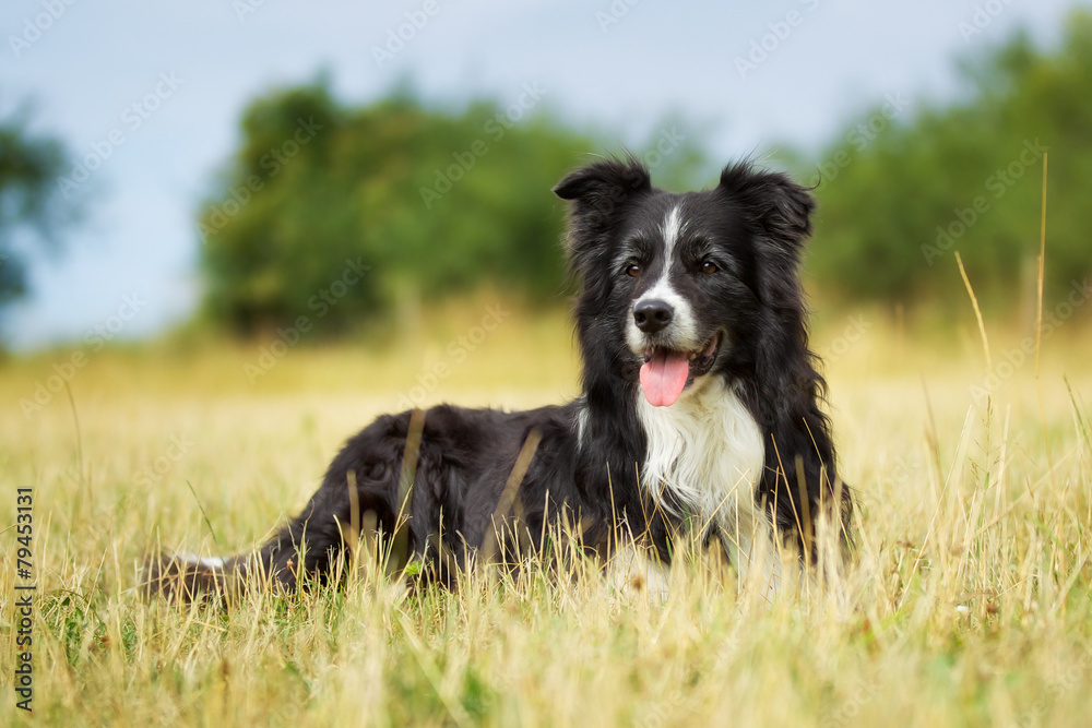 Purebred border collie on a summer day