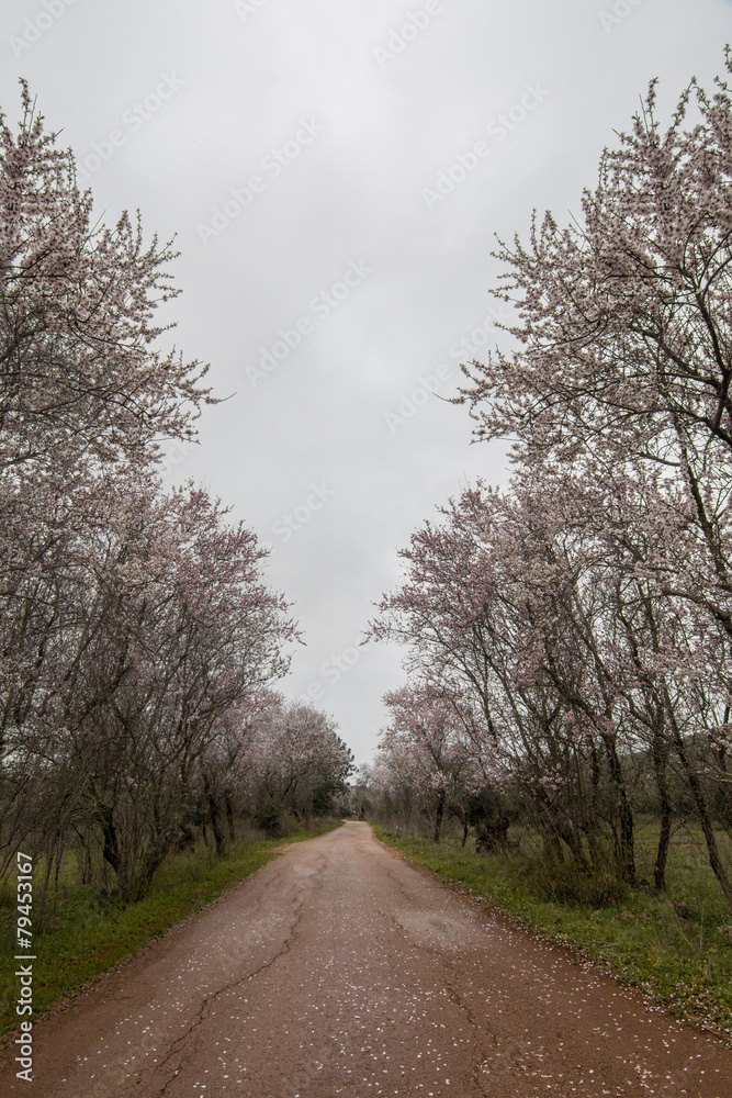 Beautiful view of almond trees in full bloom in nature. Beautiful view of almond trees in full bloom in nature.