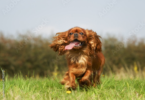 Foto Pedigree Cavalier King Charles Spaniel Dog