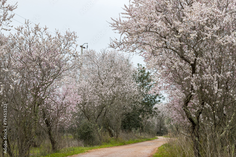 Beautiful view of almond trees in full bloom in nature. Beautiful view of almond trees in full bloom in nature.