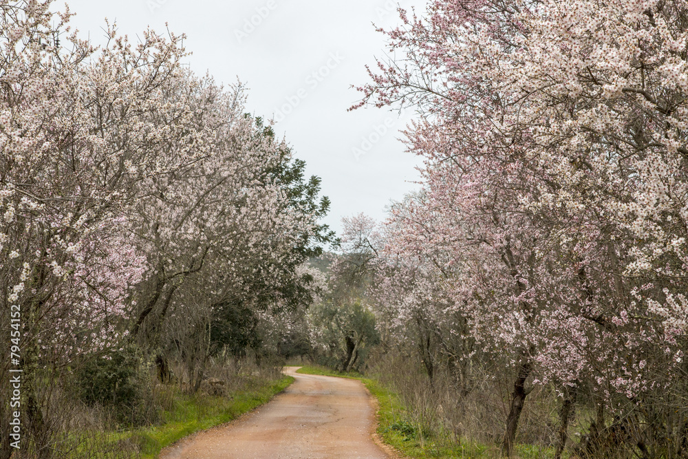 Beautiful view of almond trees in full bloom in nature. Beautiful view of almond trees in full bloom in nature.