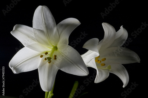 Two white lilies isolated on black background, macro