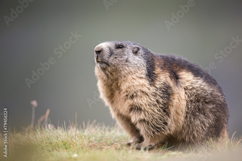 Alpine Marmot photo