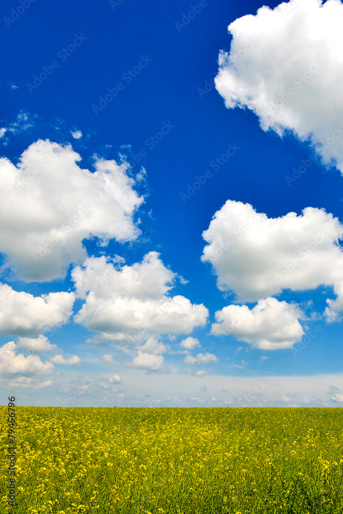Beautiful field with wonderful sky Beautiful field with wonderful sky