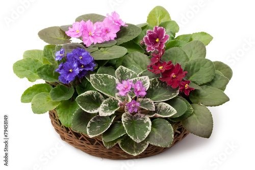African violet saintpaulia arranged in a basket photo