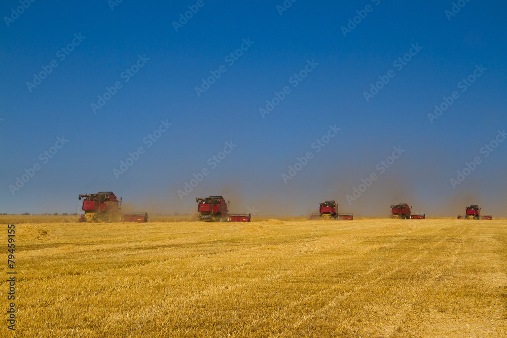 Fototapeta premium Combine harvester during harvesting