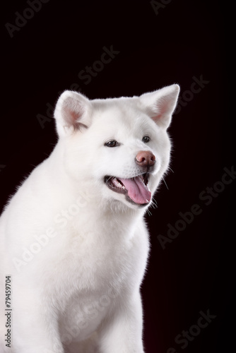 Beautiful Akita Inu puppy