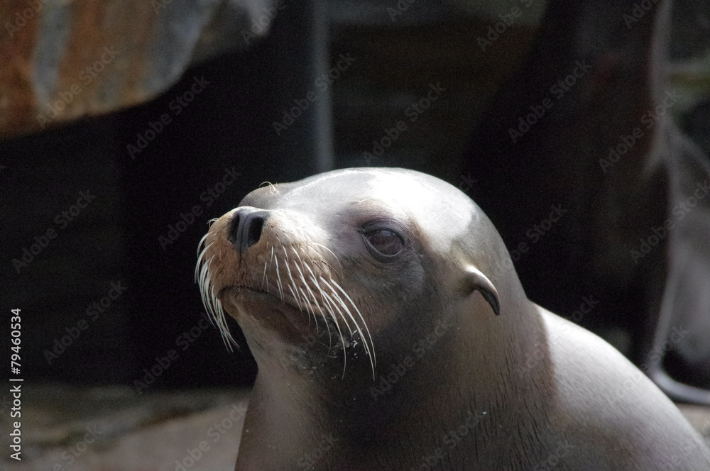 Fototapeta premium Sea park