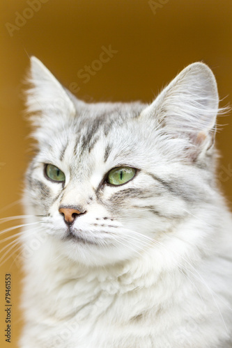 silver version of siberian cat © Massimo Cattaneo