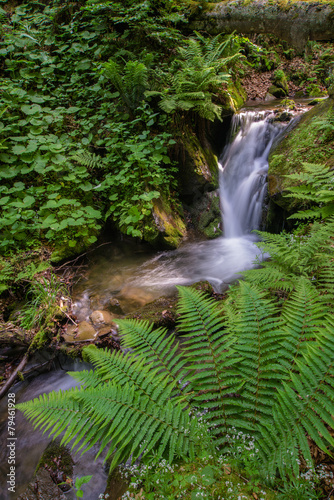 forest waterfall