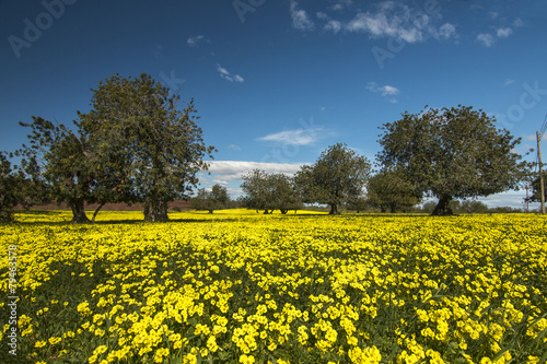  carob tree orchard in a field of yellow flowers