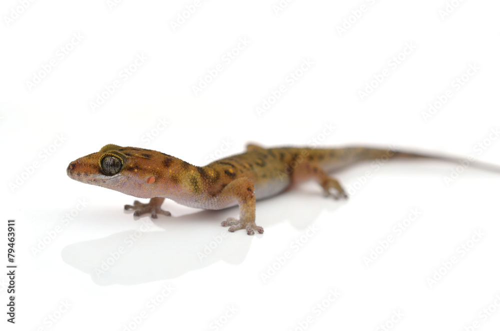 Gecko (Gekkonidae) on white background Gecko (Gekkonidae) on white background