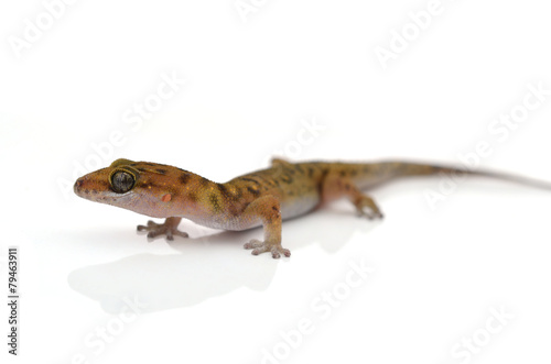 Gecko  Gekkonidae  on white background
