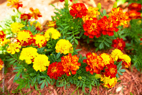 Flowers marigold in the garden.
