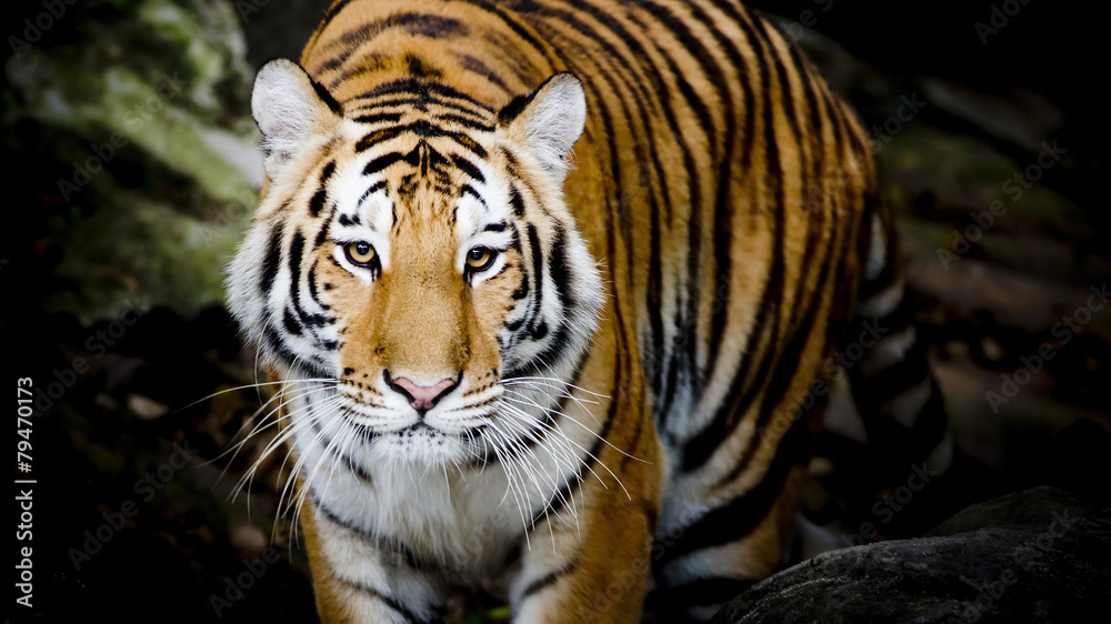 Naklejka premium Zamknij Tygrys