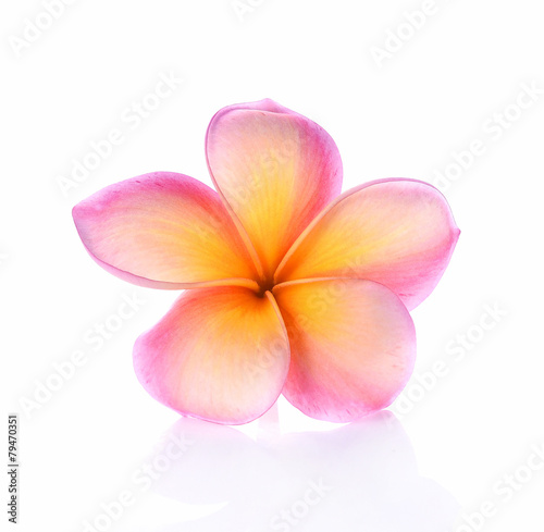 Frangipani flower isolated on white © yingthun