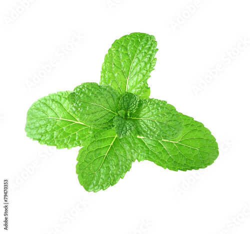 Mint leaves isolsted white background