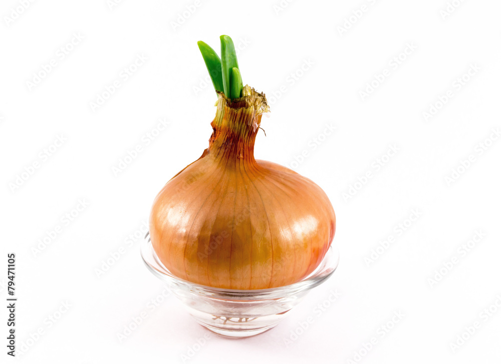 Growing Onion on White.