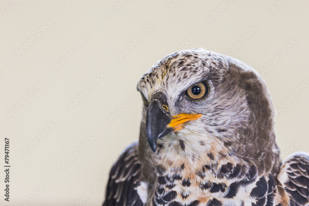 Obraz premium Eagle Crowned (Stepphanoaetus Coronatus), close up of head and wings,