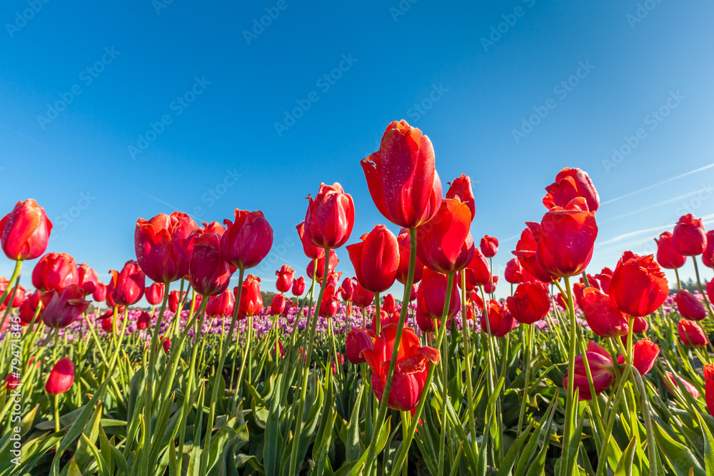 Fototapeta premium red tulip field and blue sky